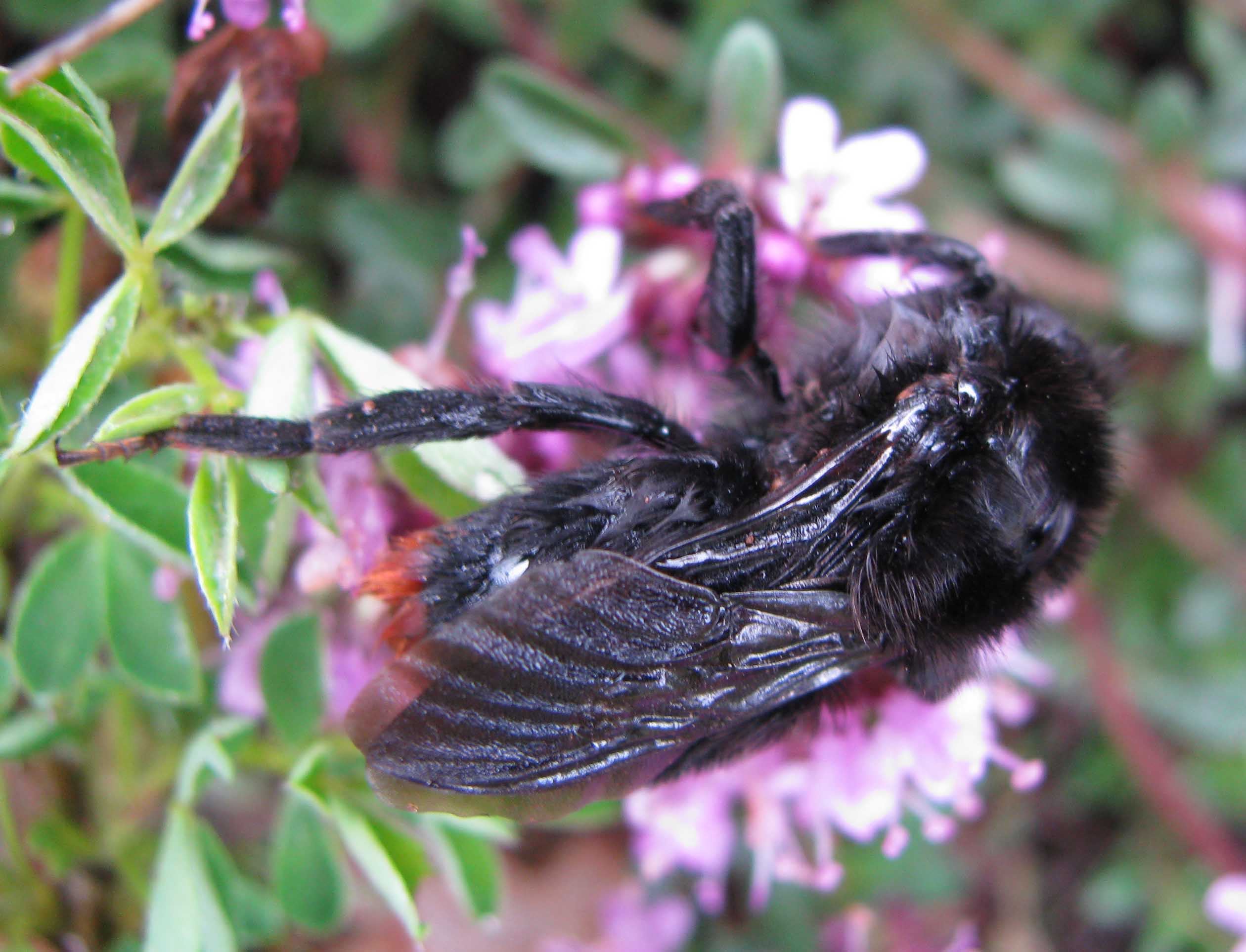 Bombus (Psithyrus) rupestris.